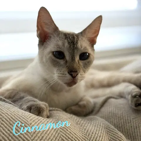 Cinnamon, a senior male Siamese cat up for adoption