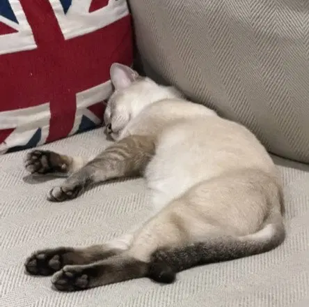 Cinnamon, photo 2