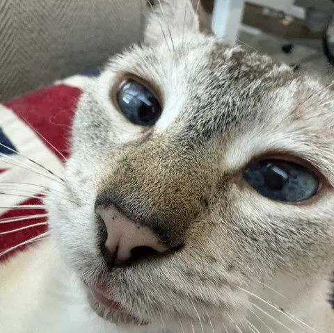Cinnamon, photo 4