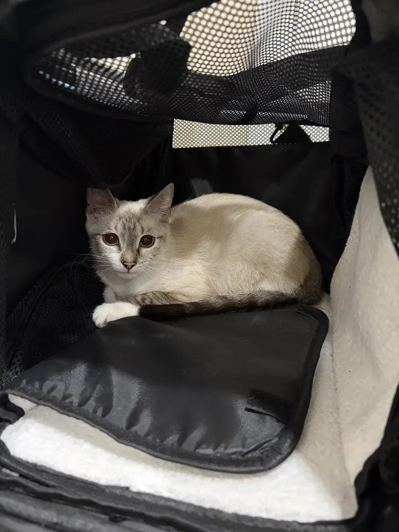 Cinderella, a female Siamese kitten up for adoption