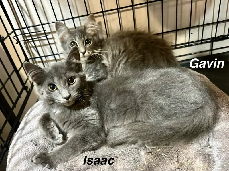 Shels, a male kitten up for adoption