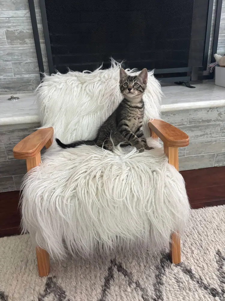 Striker, a male kitten up for adoption
