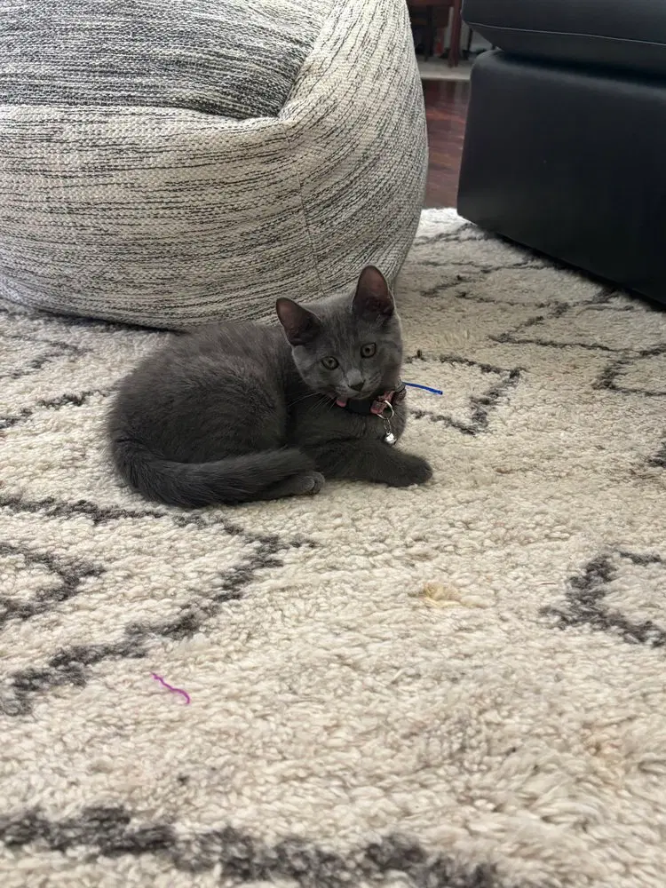 Maybel, a female kitten up for adoption
