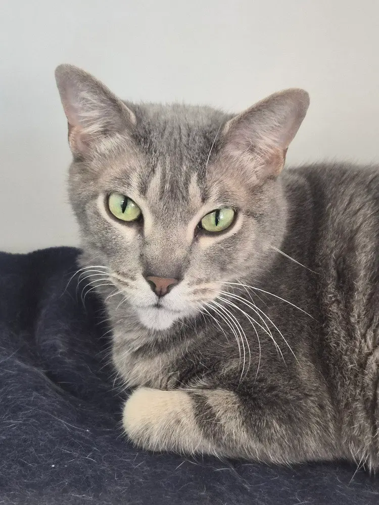 Precious, an adult female cat up for adoption