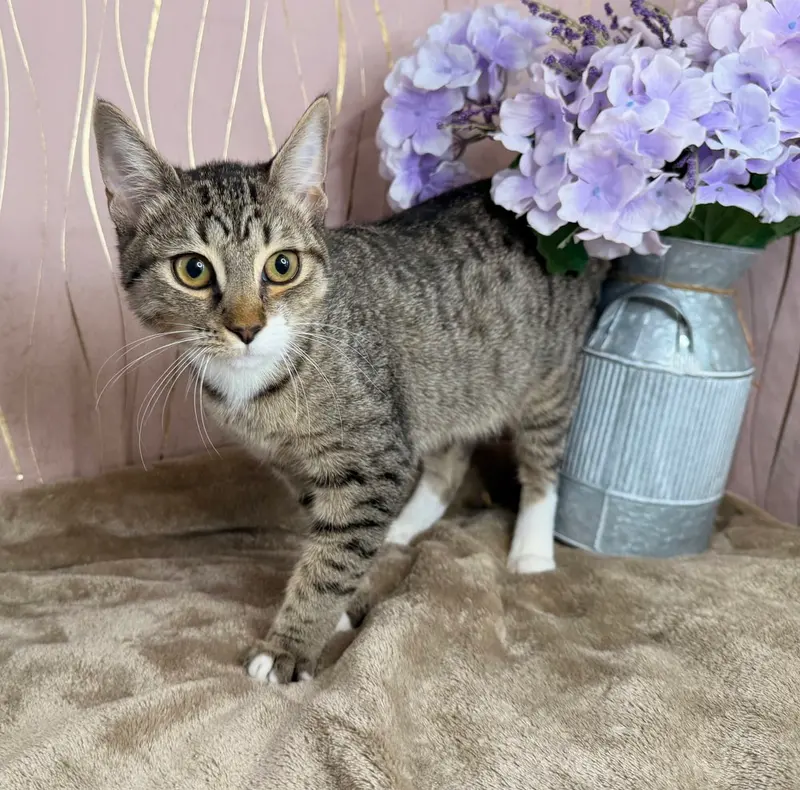 Skye, a female kitten up for adoption