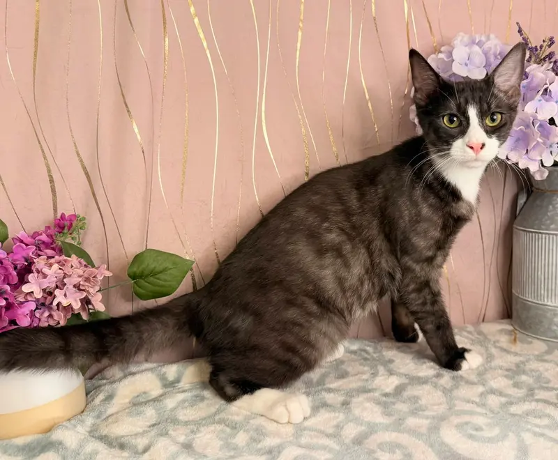 Scout, a young male cat up for adoption