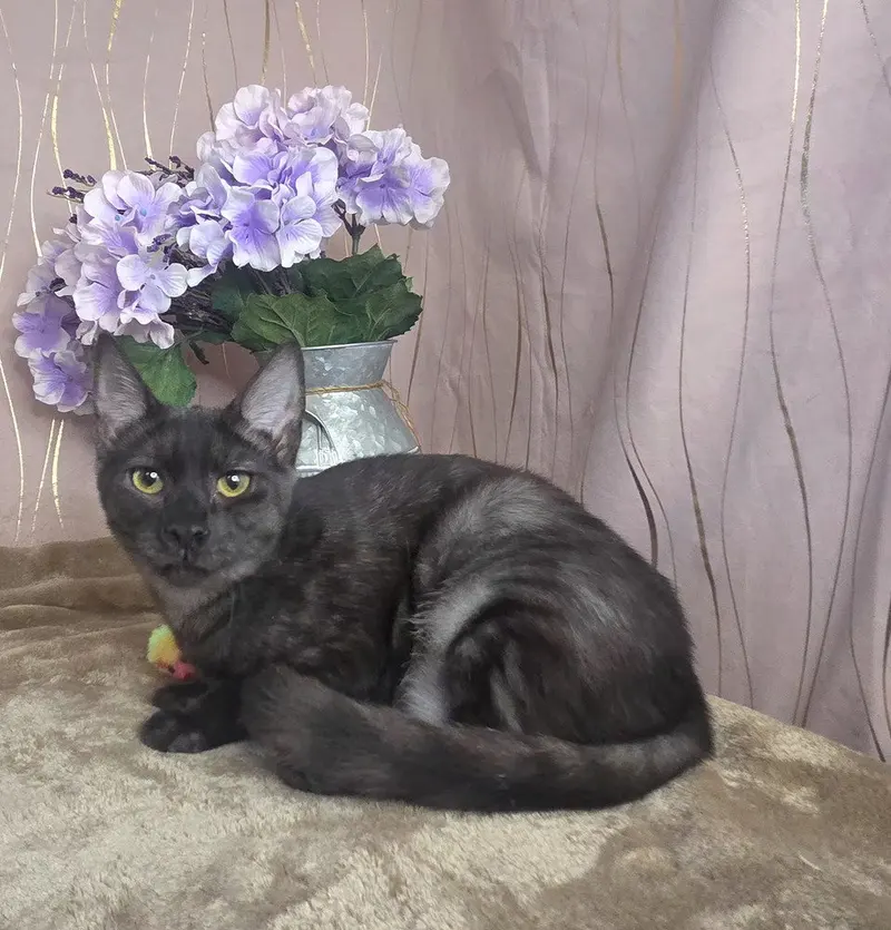 Marina, a female kitten up for adoption