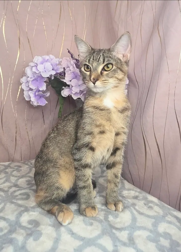 Harlie, a female kitten up for adoption