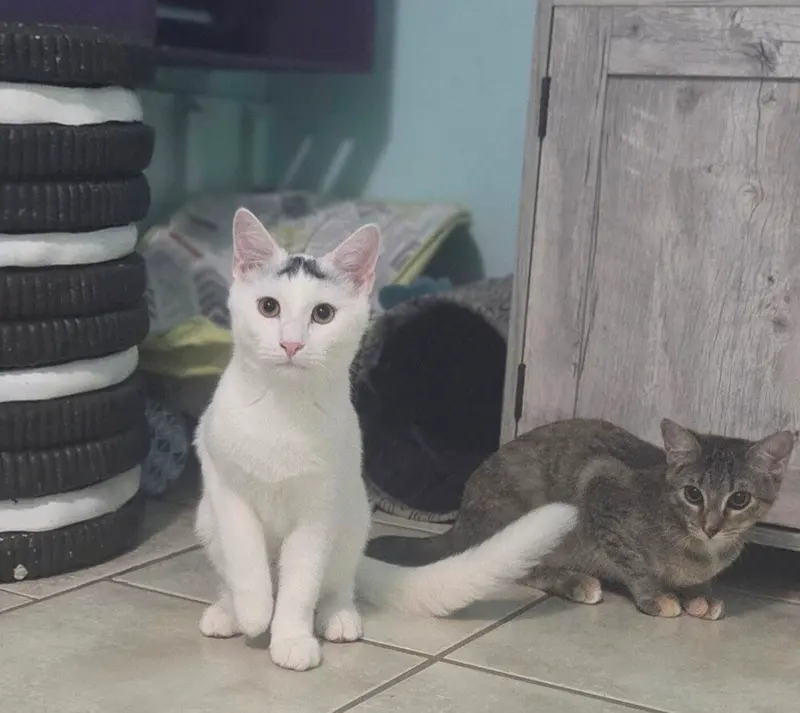 Brew, a male kitten up for adoption