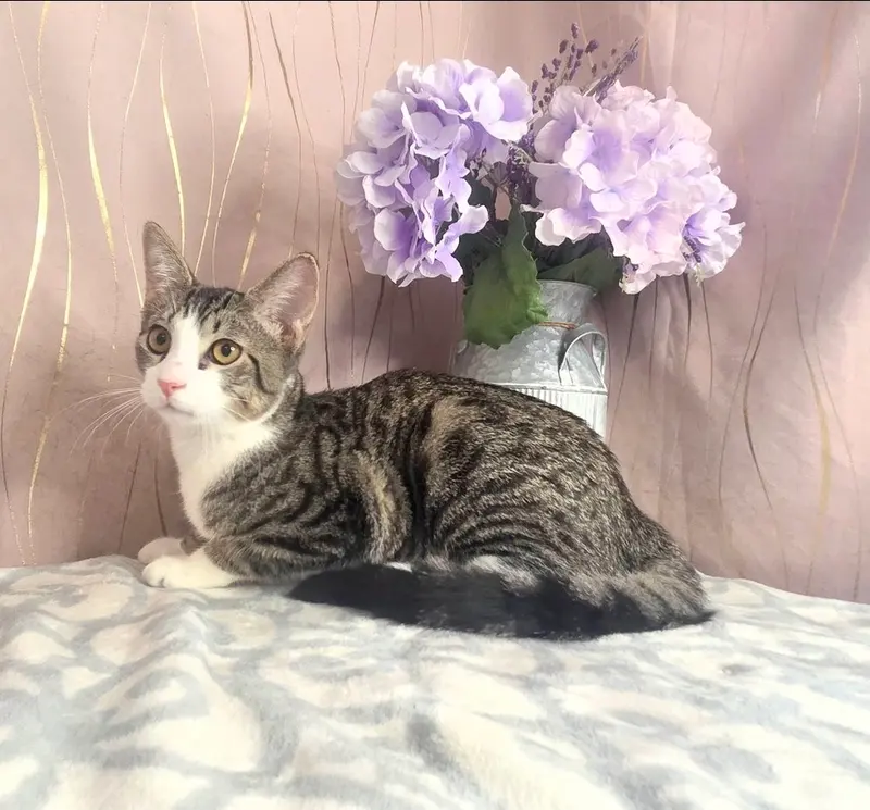 Ibby, a male kitten up for adoption