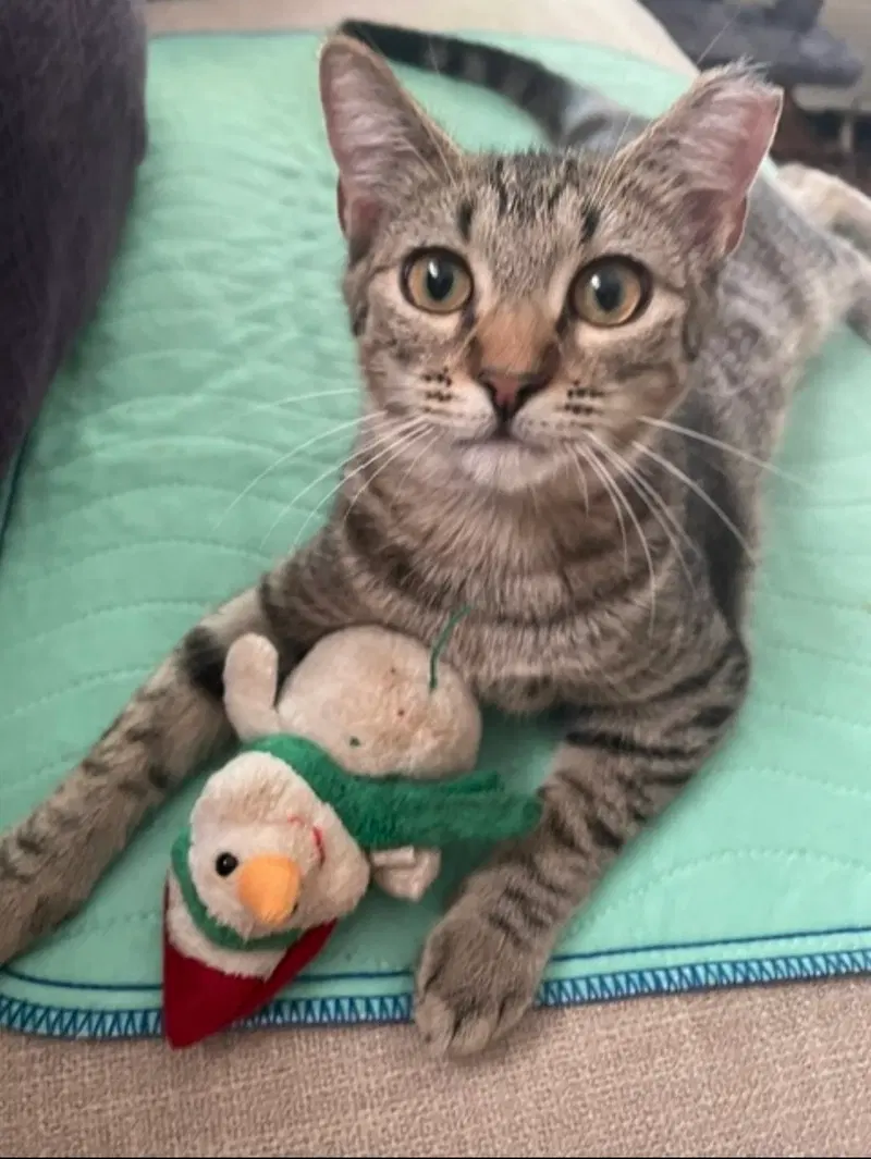 Rachel, a female kitten up for adoption
