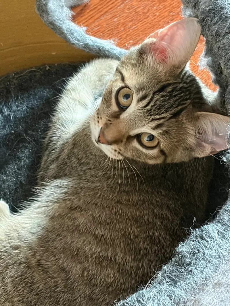 Remi, photo 3