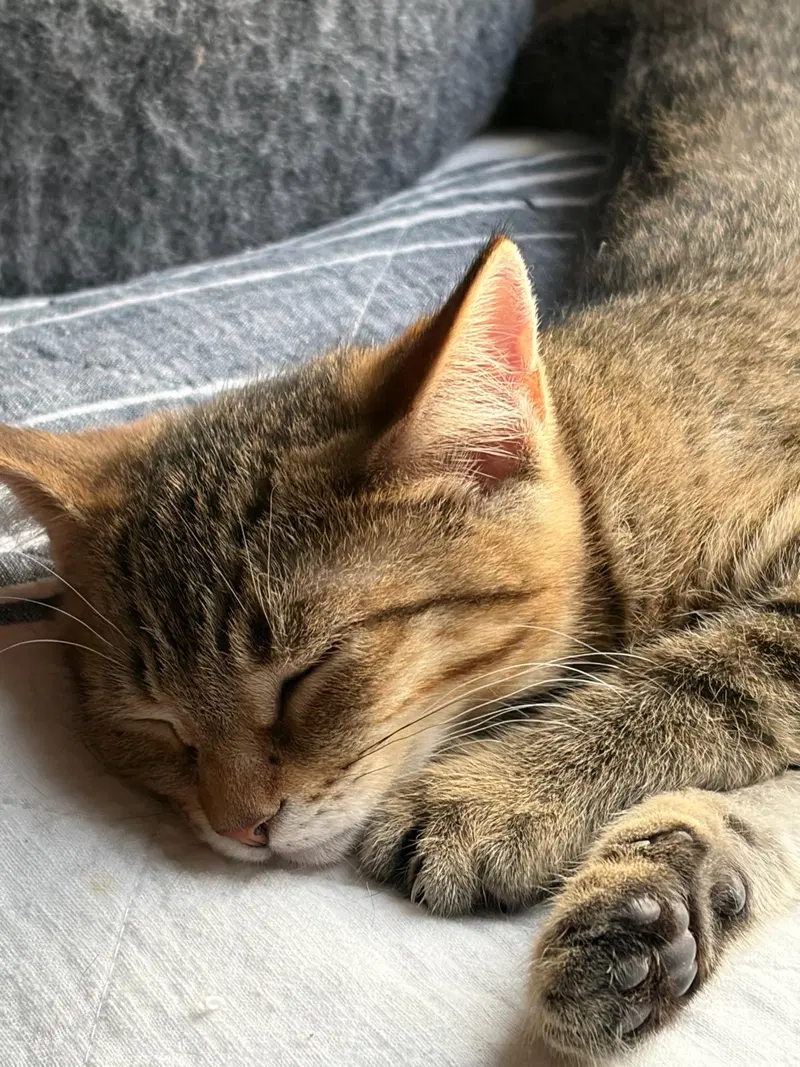 Fifi, photo 2
