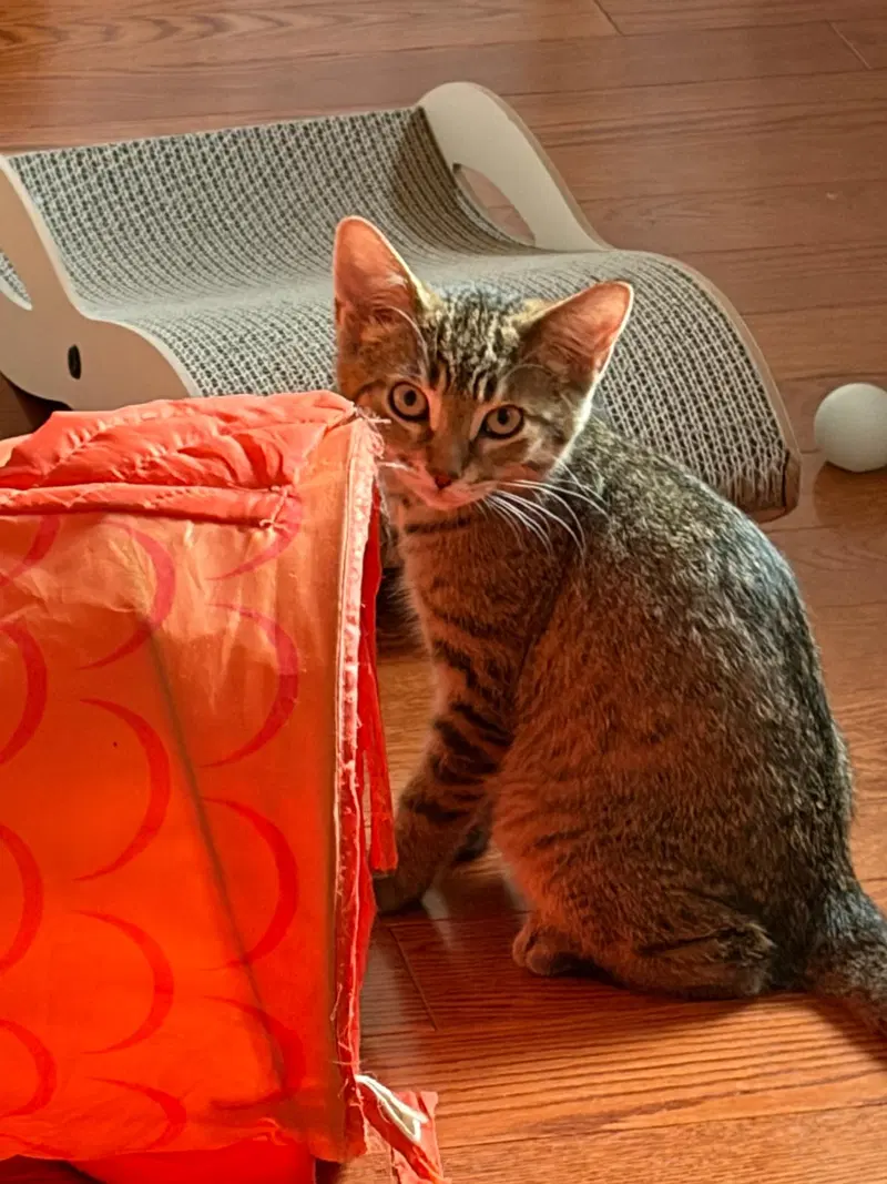 Fifi, photo 3