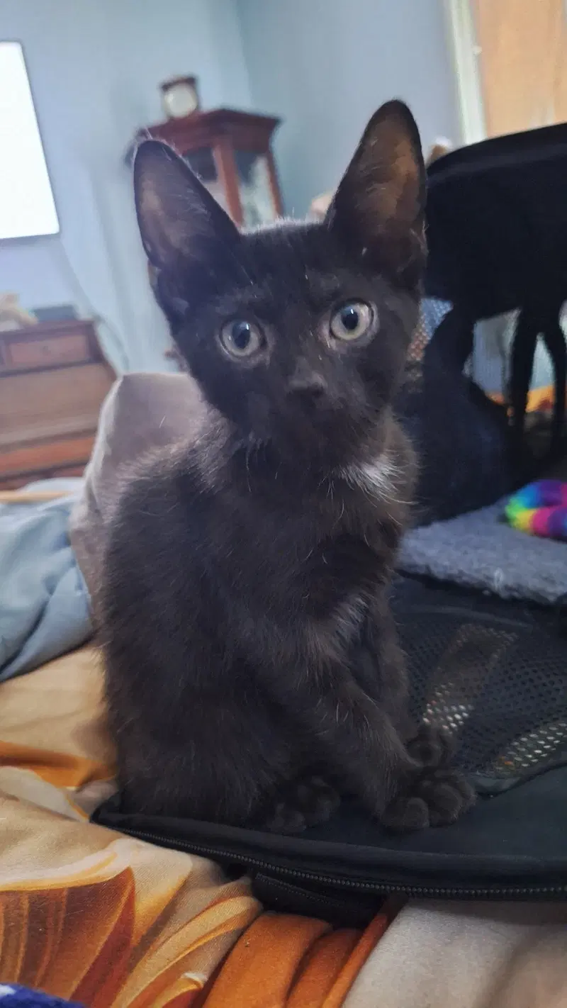Moanao, a male kitten up for adoption