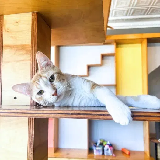 Percival, a young male cat up for adoption
