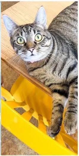 Frieda, a young female cat up for adoption