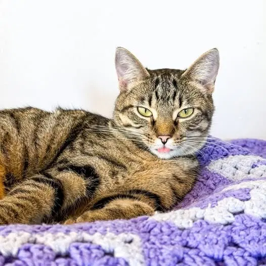 Frieda, photo 2