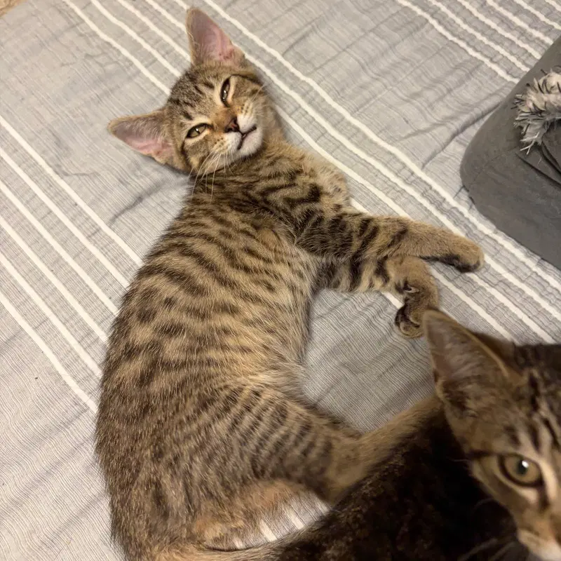 Will, a male Tabby kitten up for adoption