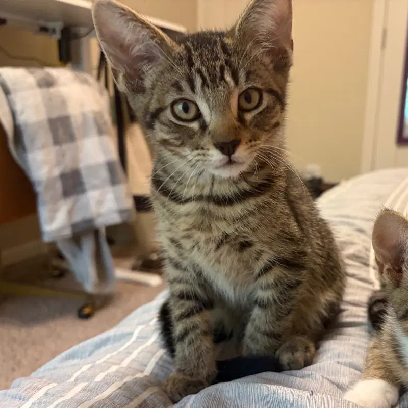 Bill, a male Tabby kitten up for adoption