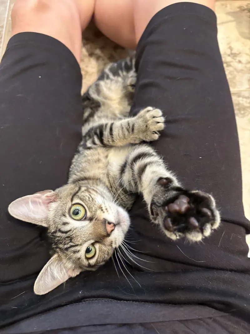 Odysseus, a male kitten up for adoption