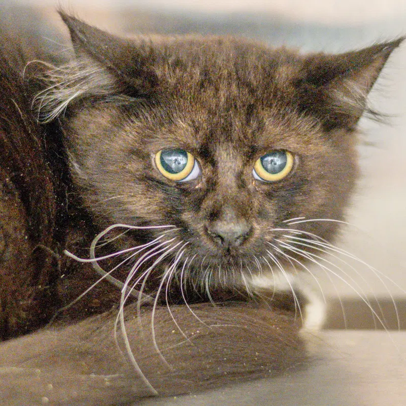 Button, a young male cat up for adoption