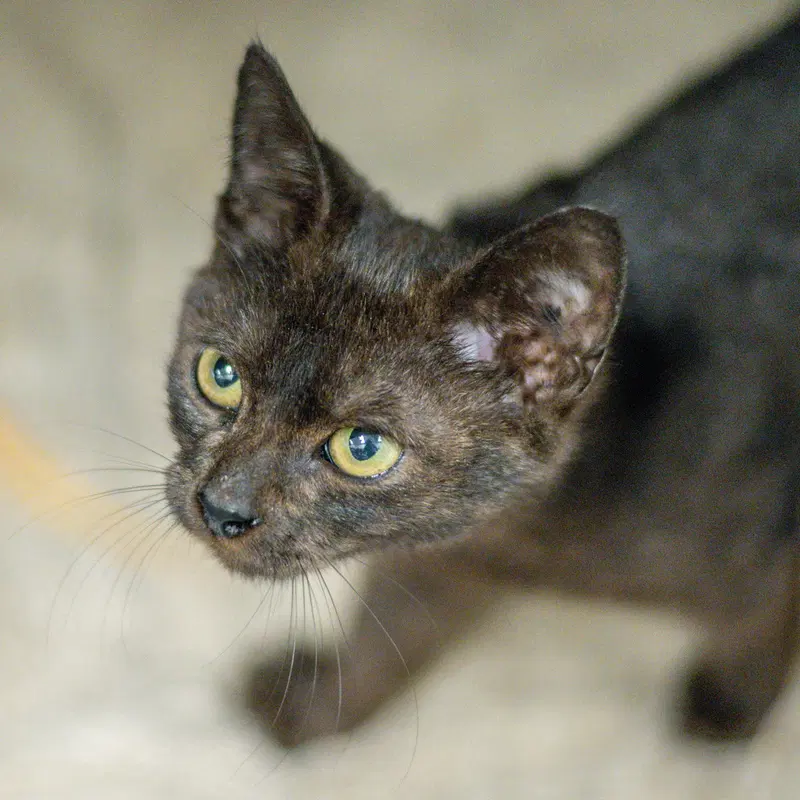 Morel, a young male cat up for adoption