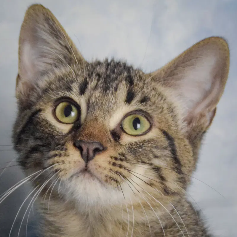 Turnip, a male Tabby kitten up for adoption