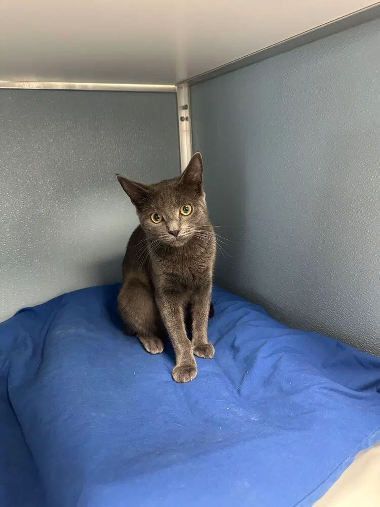 Willow, a female kitten up for adoption