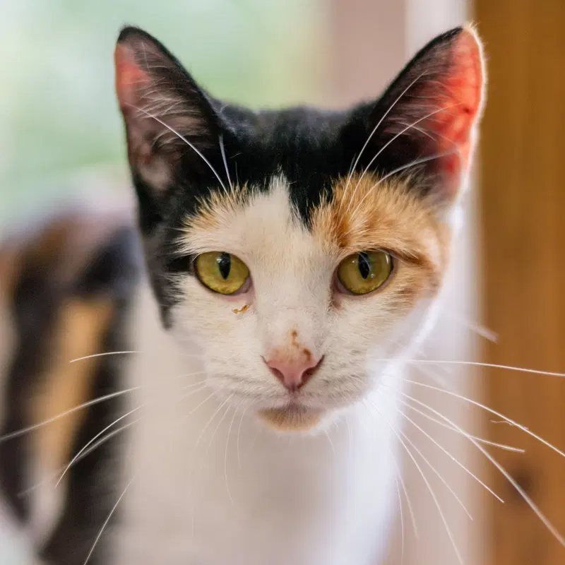 Firefly, an adult female cat up for adoption