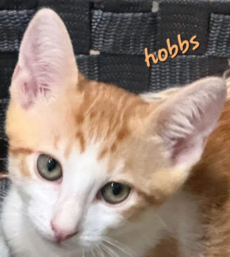 Hobbs, a young male cat up for adoption