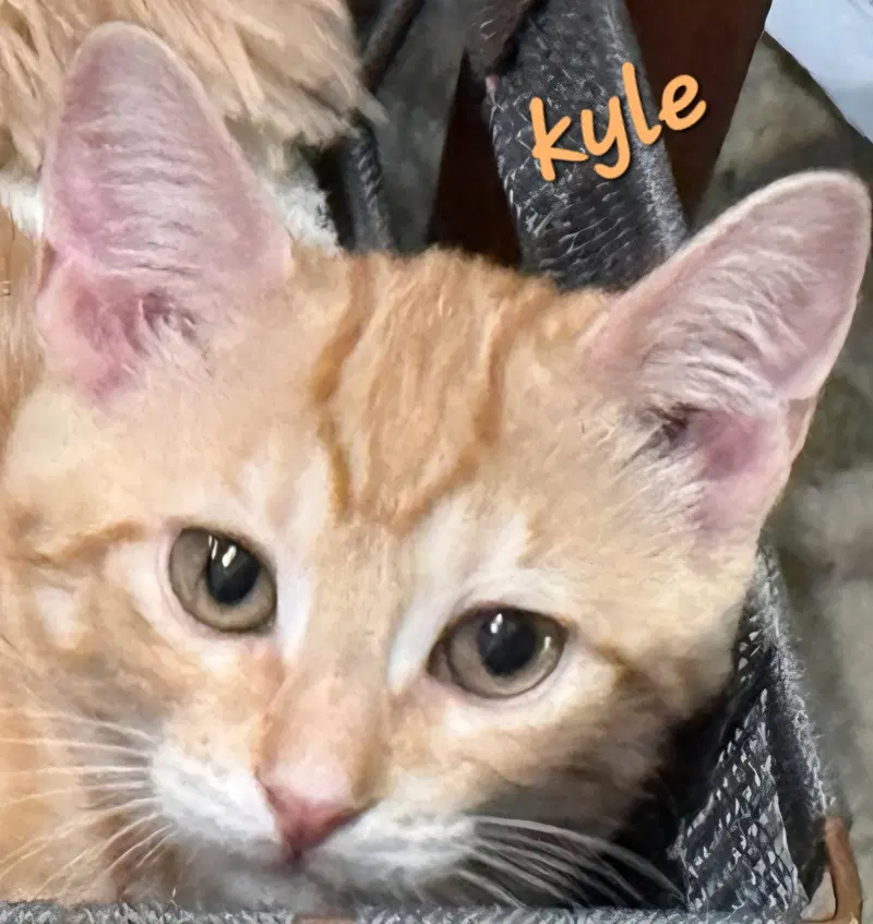 Kyle, photo 2