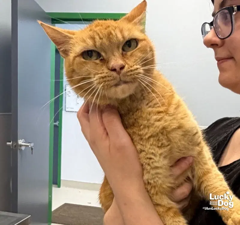 Tyto, an adult female cat up for adoption