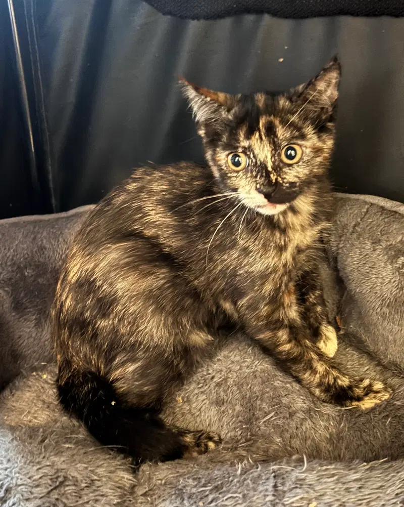 Agent, a female kitten up for adoption