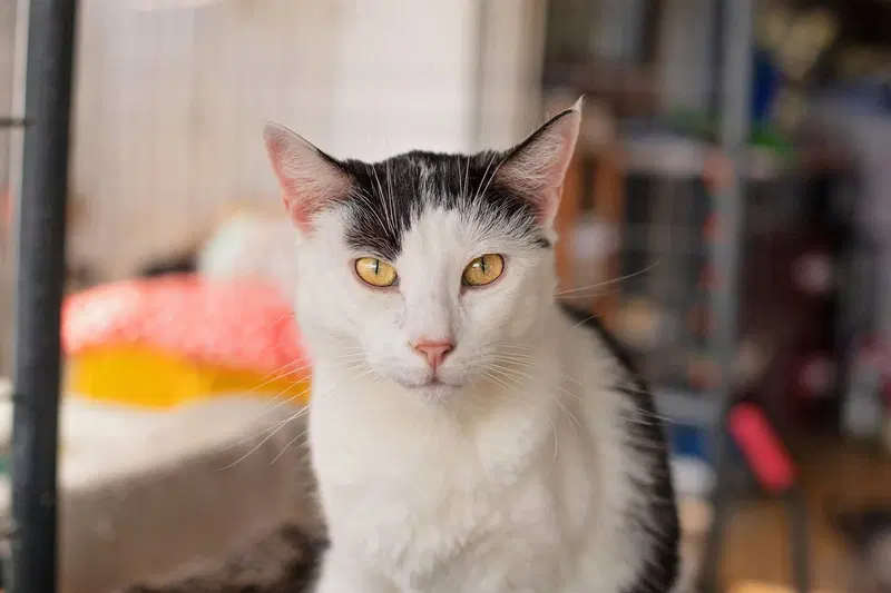 Hope, an adult female cat up for adoption