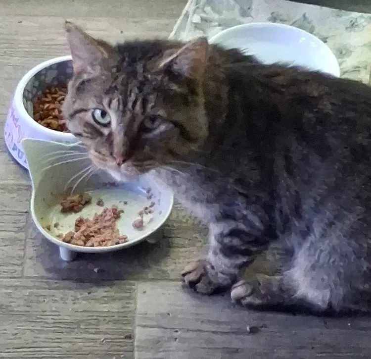 Bruno, a young male cat up for adoption
