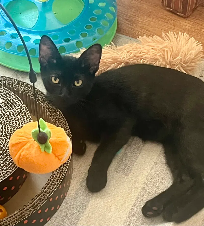 Buckie, a male kitten up for adoption