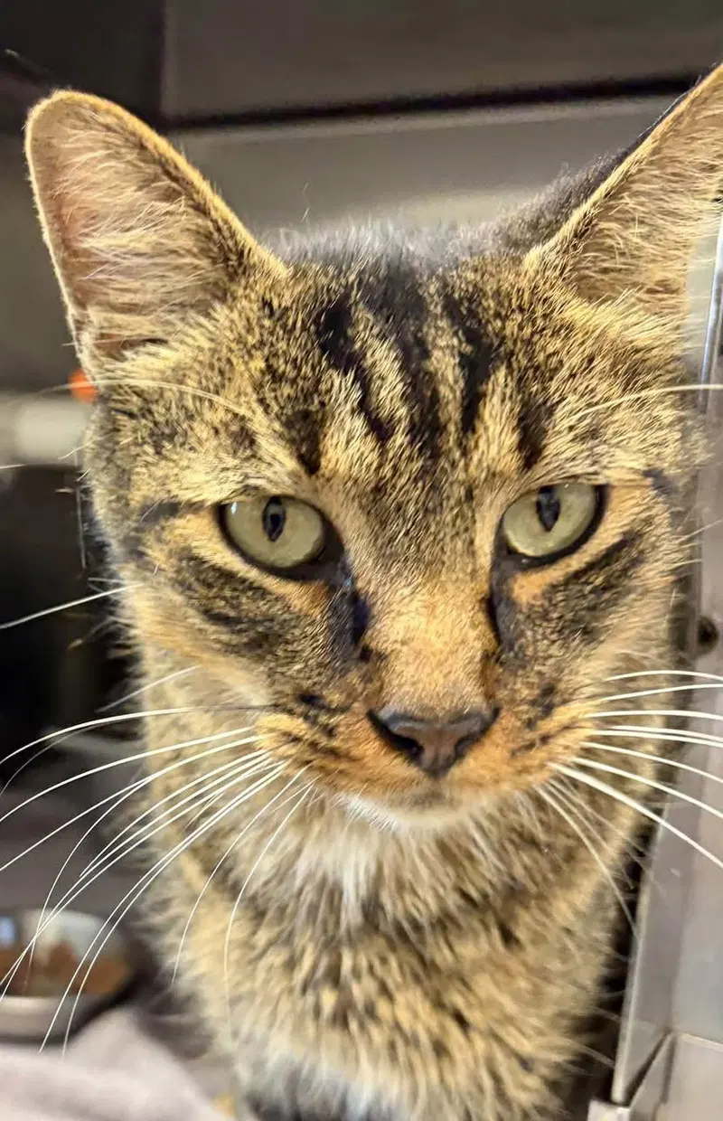 Foxglove, an adult male cat up for adoption