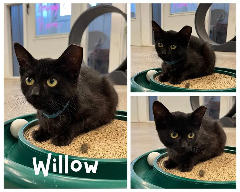 Willow, a young female cat up for adoption