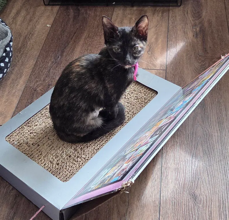Truffle, a young female cat up for adoption