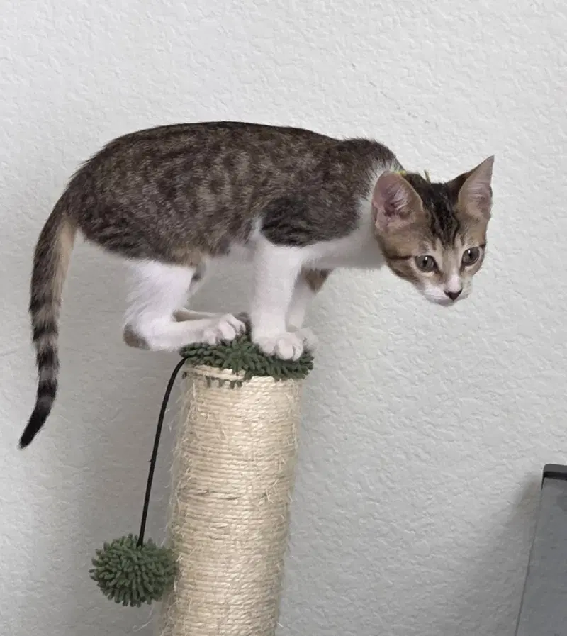 Heath, a young male cat up for adoption