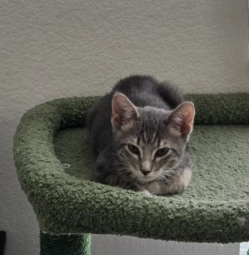 Wayward, a young male cat up for adoption