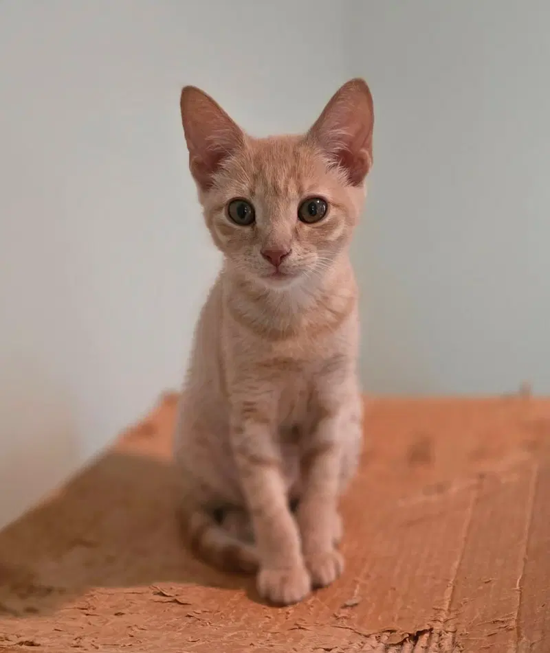 Lucy, a female kitten up for adoption