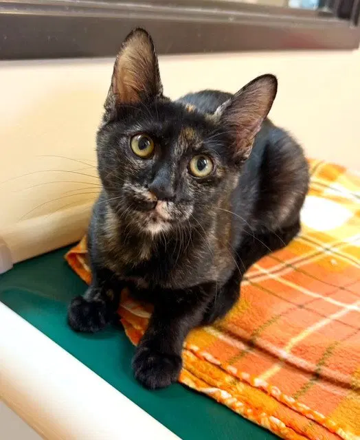 Kitten Quyen, a female kitten up for adoption