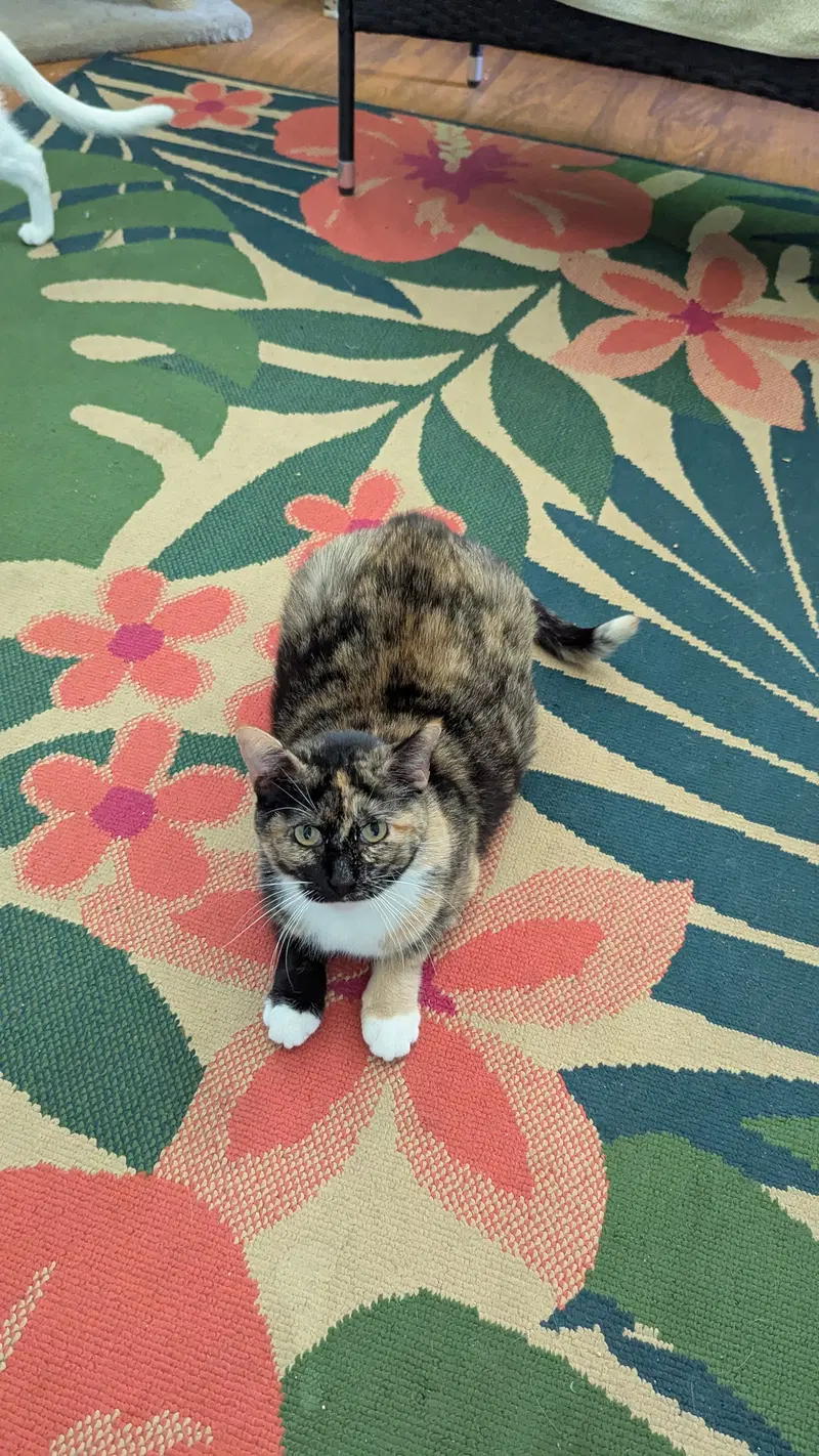Enigma, an adult Calico cat up for adoption