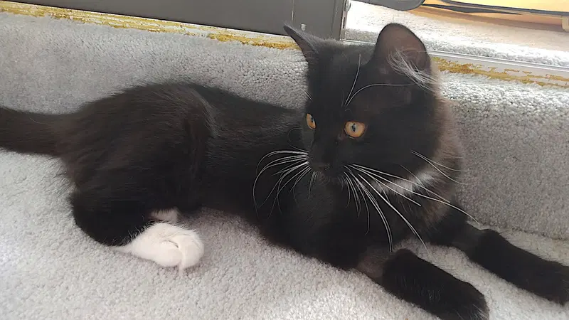Licorice, photo 2