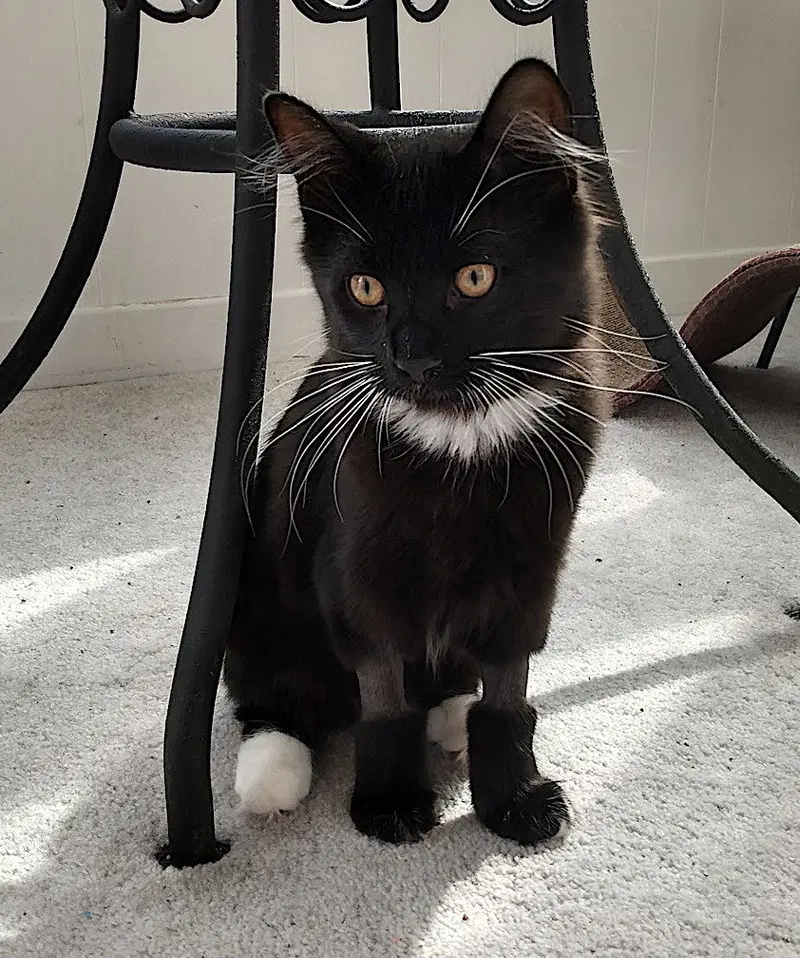 Licorice, photo 3