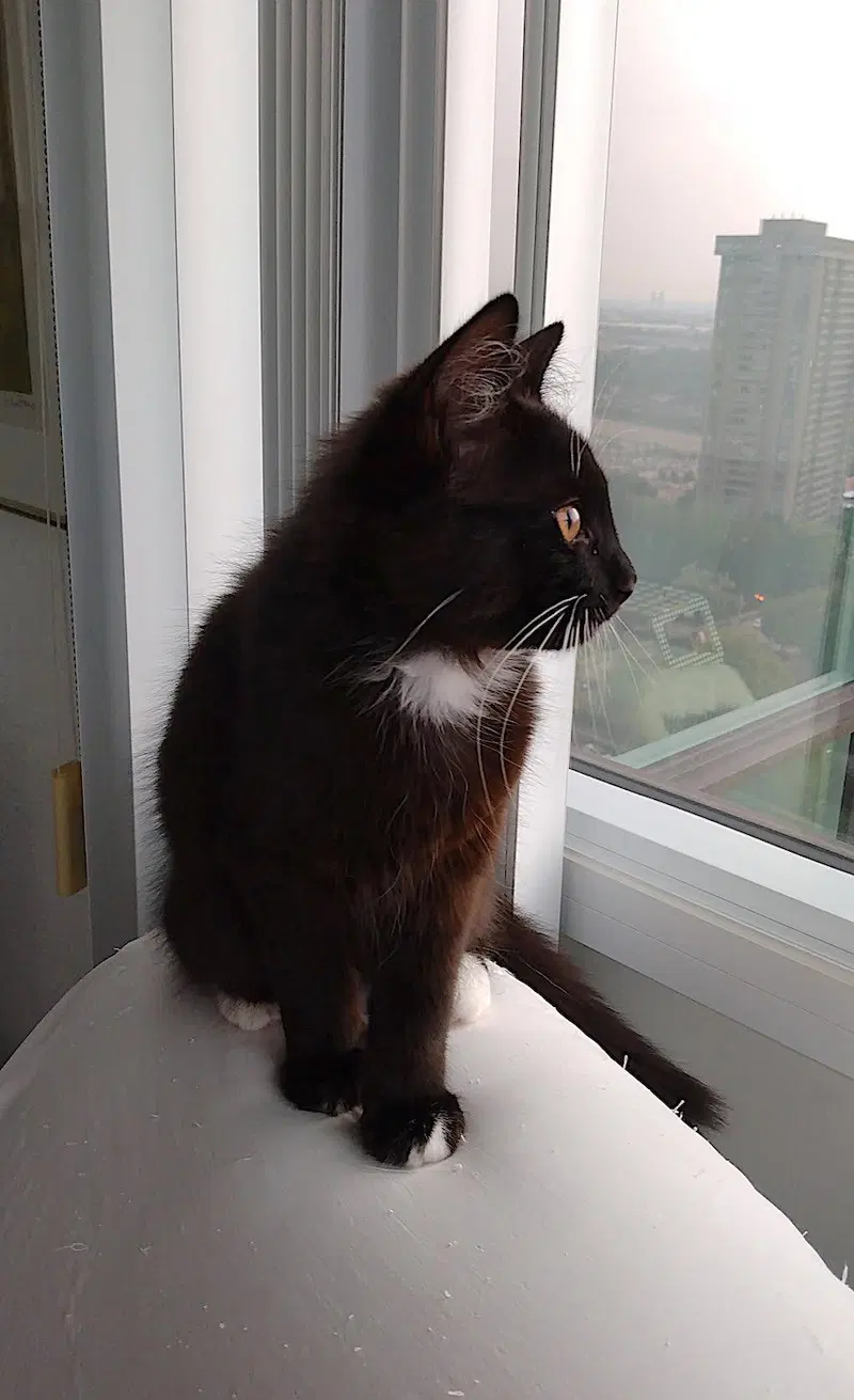 Licorice, photo 4