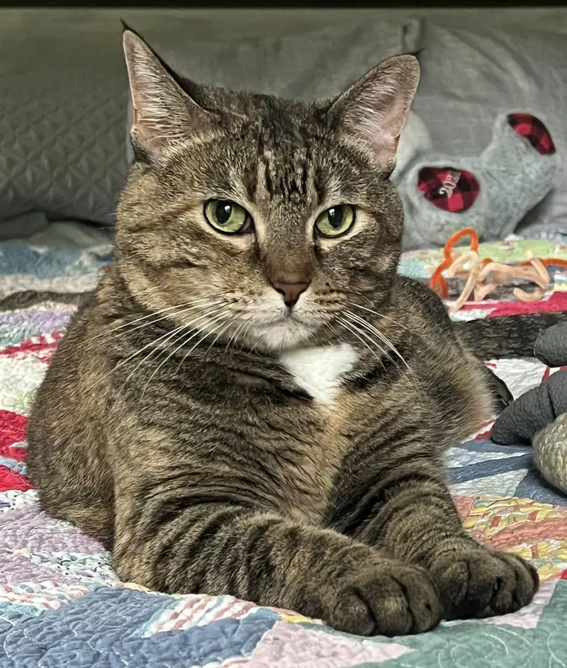 Miss Kitty, an adult female cat up for adoption