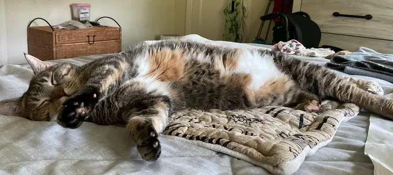 Miss Kitty, photo 2
